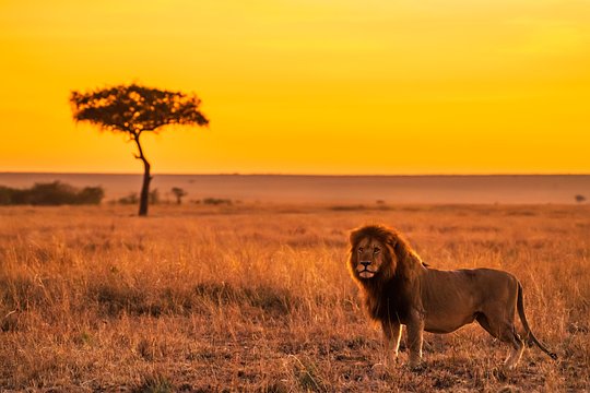 Yoga + Safari Conservation Retreat in Kenya