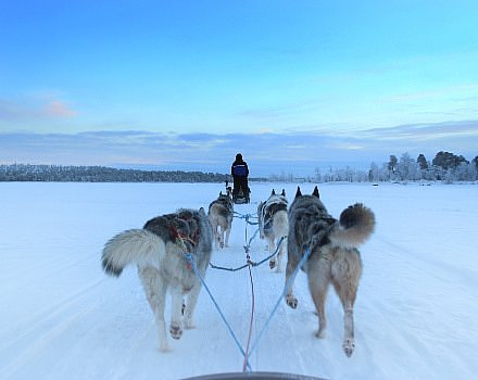 Husky Sledding