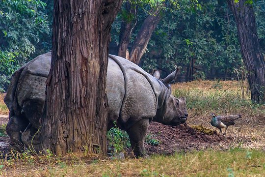 Meet an anti-poaching team and help protect African wildlife 