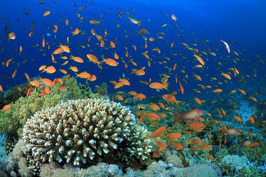 Snorkel the Great Barrier Reef