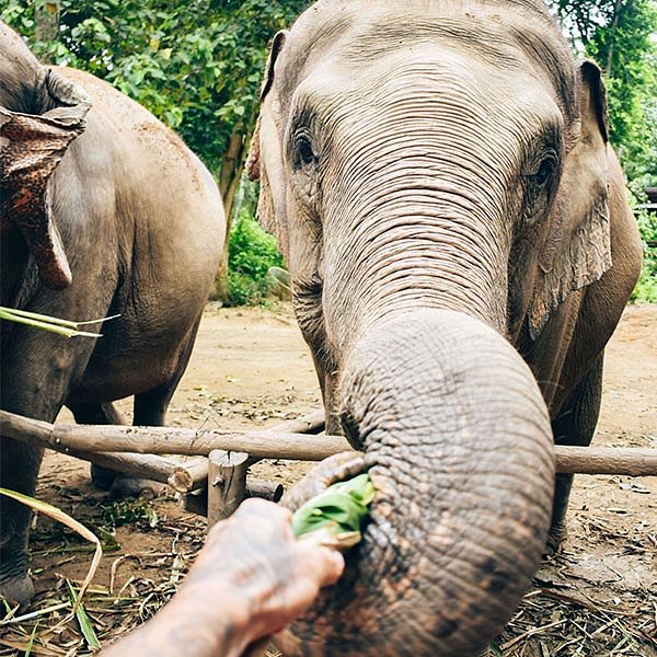 Feeding thai elephant food at sanctuary