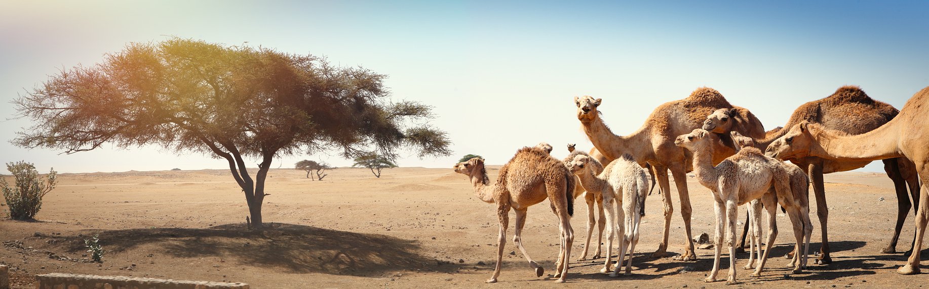Feel the magic of the Middle East