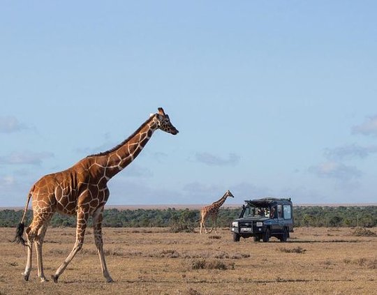Safari Game Drives
