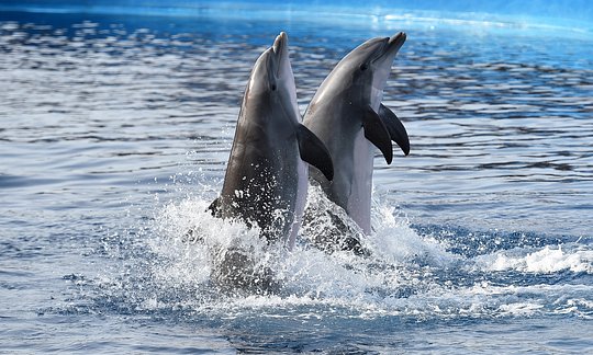 Enjoy a Whale and Dolphin Boat Tour in the Atlantic Ocean 