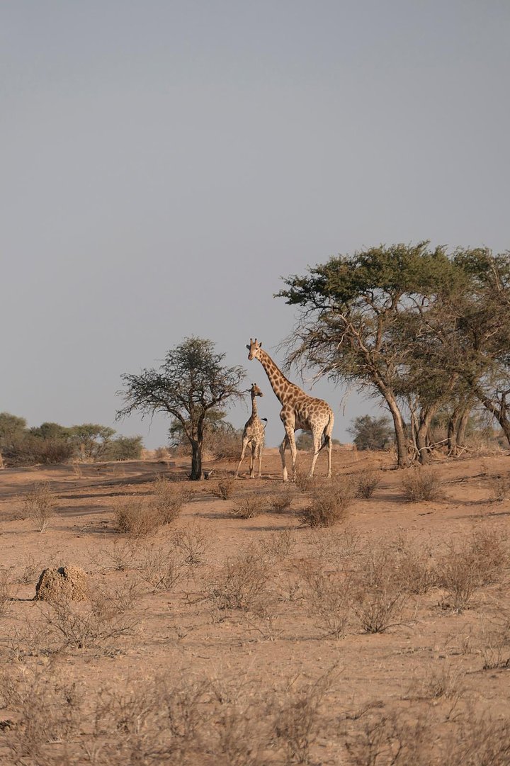 Etosha