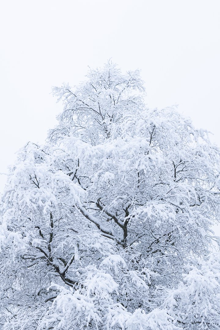 iStock1439722725