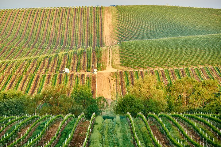 vineyardsincaliforniausa20241017112519utc1