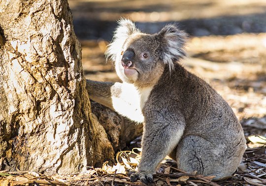 Explore the diverse wonders of Kangaroo Island