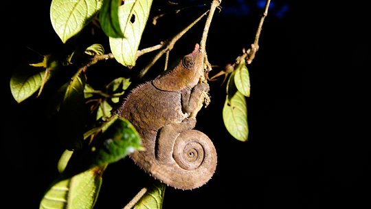Take a night time safari drive to spot nocturnal animals 