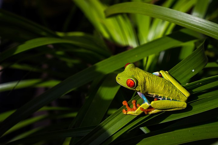 rainforesttreefrogincostarica20210830053641utc