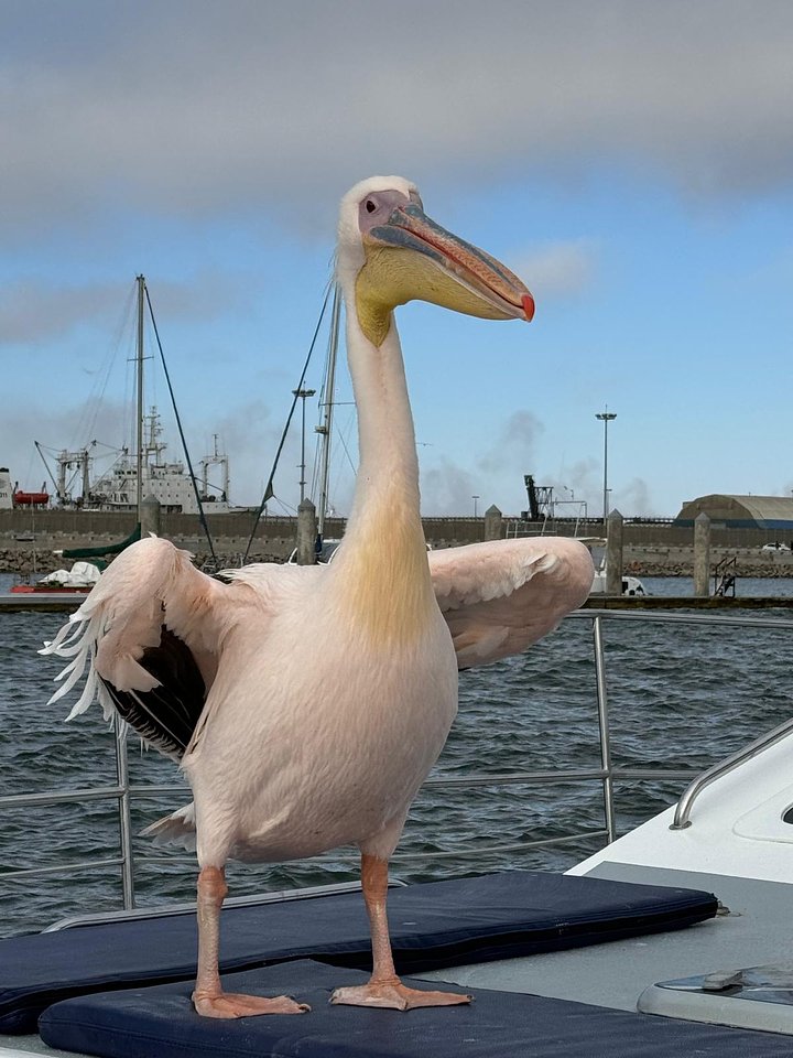 Pelican