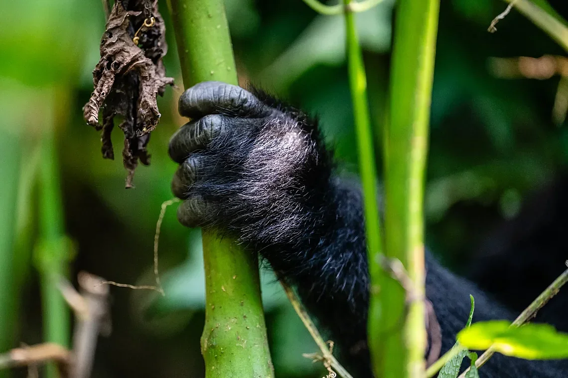 GorillaTrackingBwindi2scaled.jpg