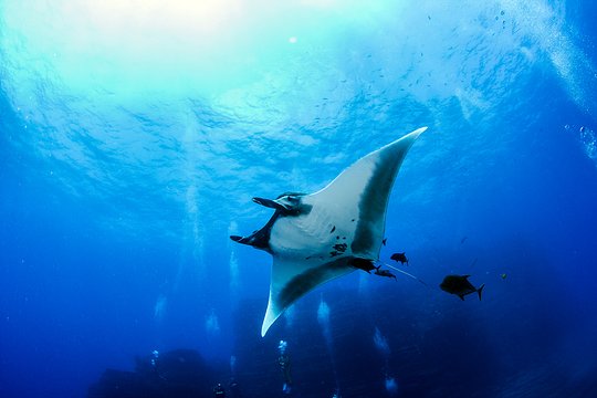 Snorkel with Manta Rays