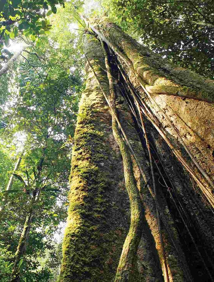 xecuadorrainforestcanopytreejunglevines_0.jpg.pagespeed.ic_.bDVoEFyYsScopy
