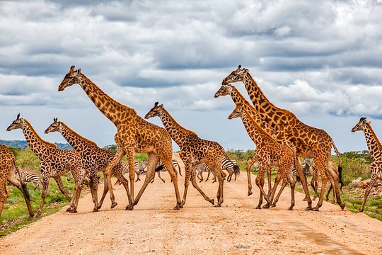 Discover game in four diverse wilderness parks