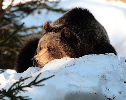 Libearty Bear Sanctuary