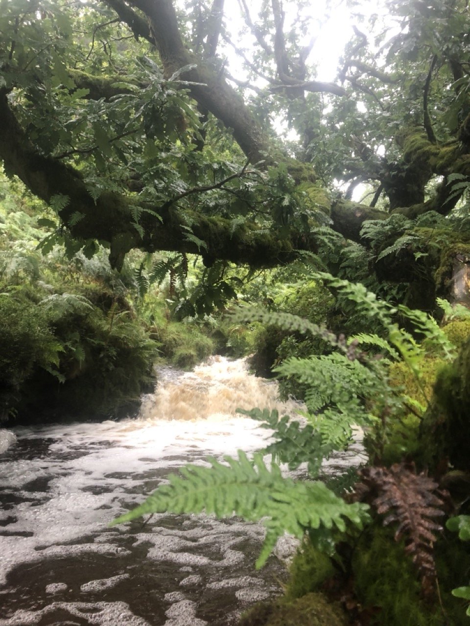 A beautiful peaceful hidden secret plunge pool