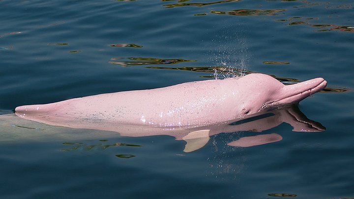 pinkriverdolphin