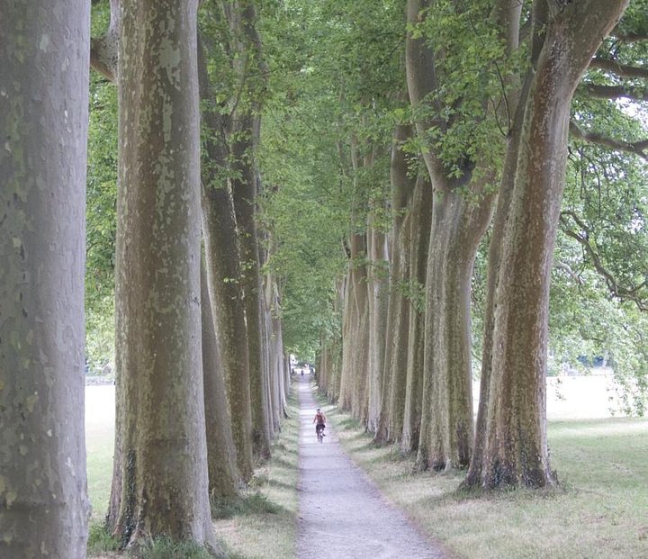 2022_Impresa_Occitane_trees_01_cropped
