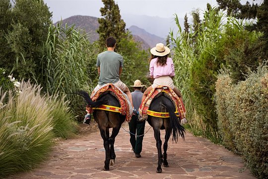 Mule or Camel Riding