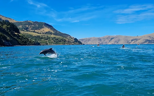 Take a Akaroa Harbour cruise in search of the world's smallest dolphins