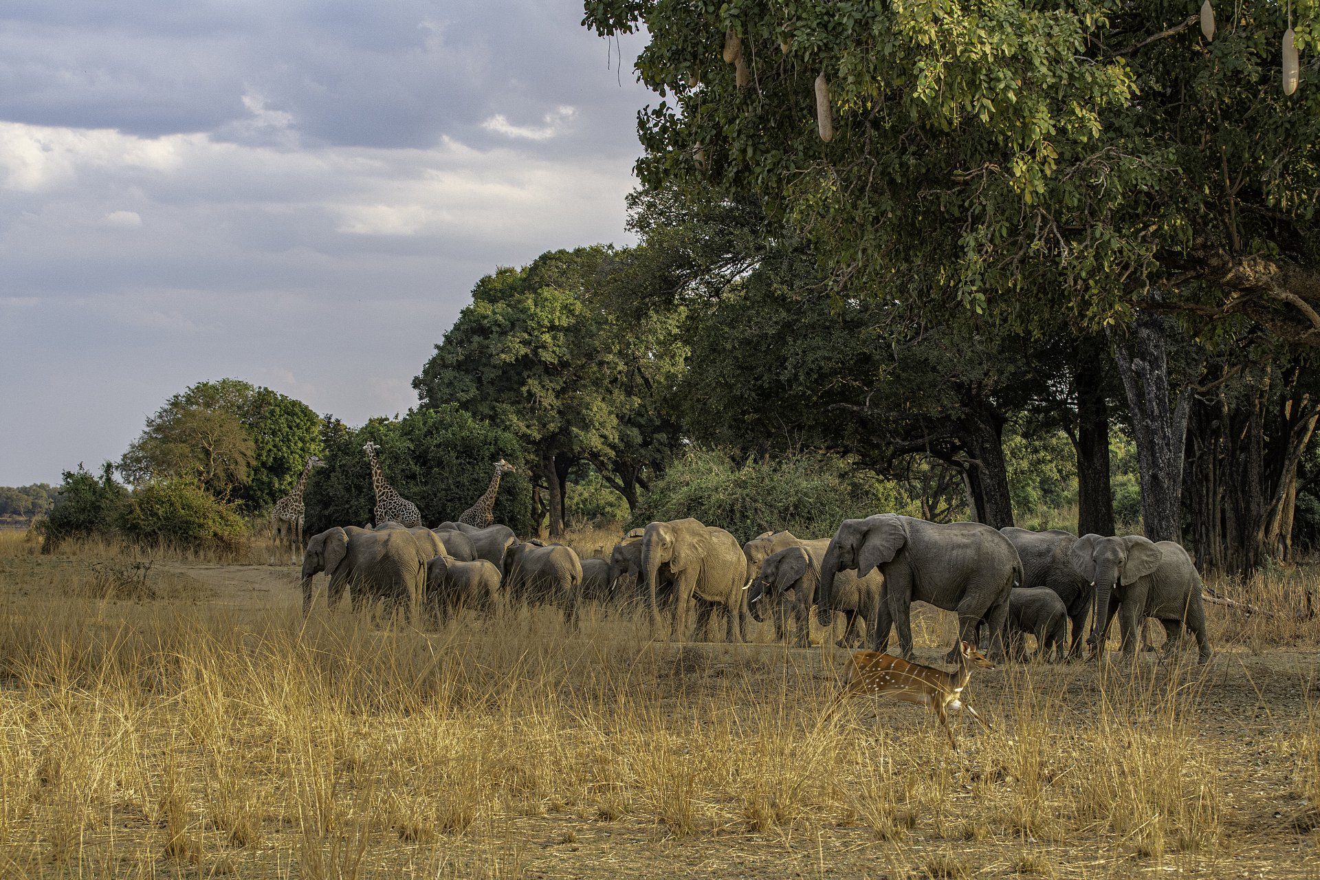 Zambia & Zimbabwe