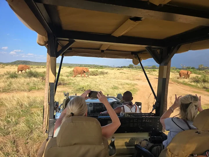 shotofelephantsfromsafarijeep1