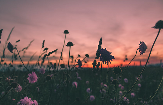 Solstice Sunrise Ceremony 