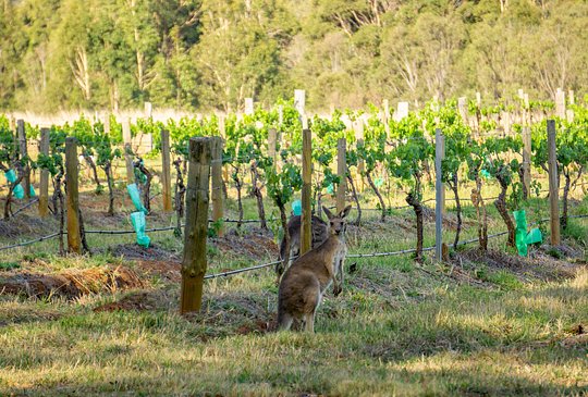 Sample Australian Wines