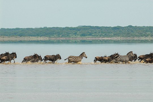Witness the annual Great Migration 