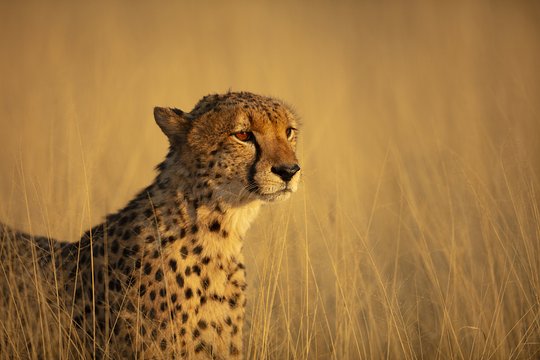 Meet an anti-poaching team and help protect African wildlife 