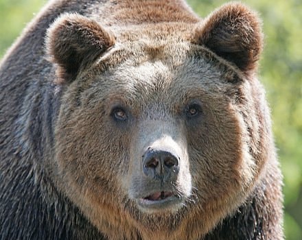 Spotting wild brown bears