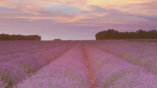 Frolic in Flower Fields