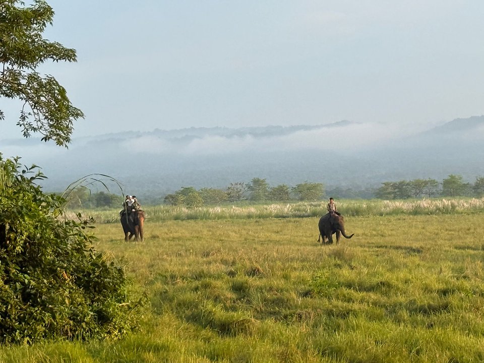 Morning mist over the grassland in Chitwan National Park
