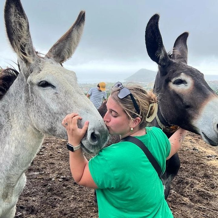 donkey