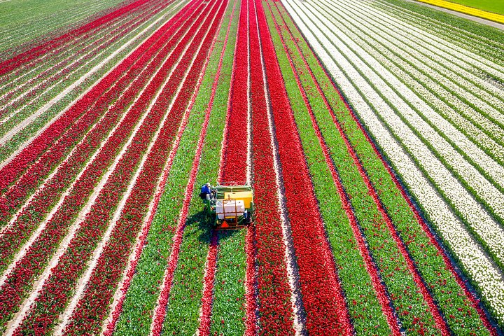 tuliprows