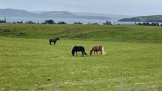 Visit an Icelandic horse farm