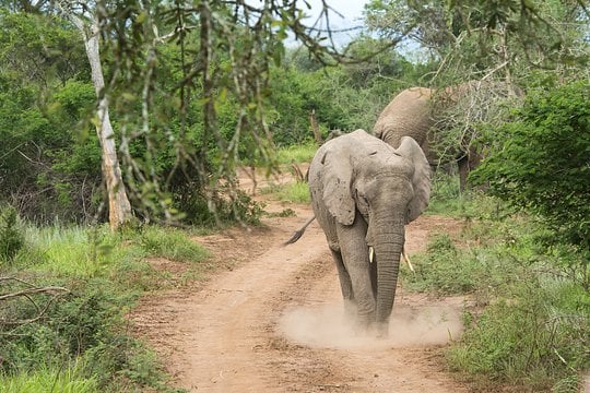 4-Day / 3 Night Post-Trip Extension Safari to Akagera National Park - Shared Room - Price is per person. Each guest must book individually.  (Minimum 4 ladies)