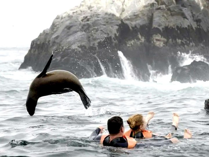 palominoislandstoswimwithsealions158