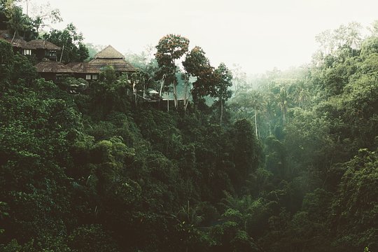THE AMAZON RAINFOREST