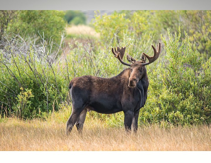 Moose