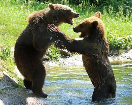 Libearty Bear Sanctuary
