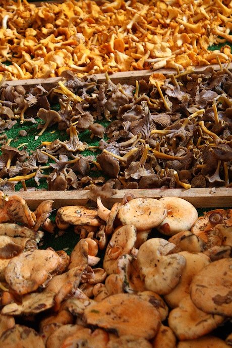 mushroom_stand_46011