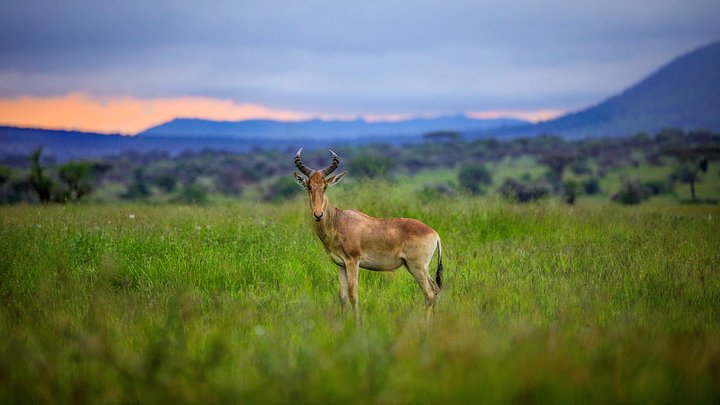TheresaTaylerSerengeti202220220612at7.17.14PM4