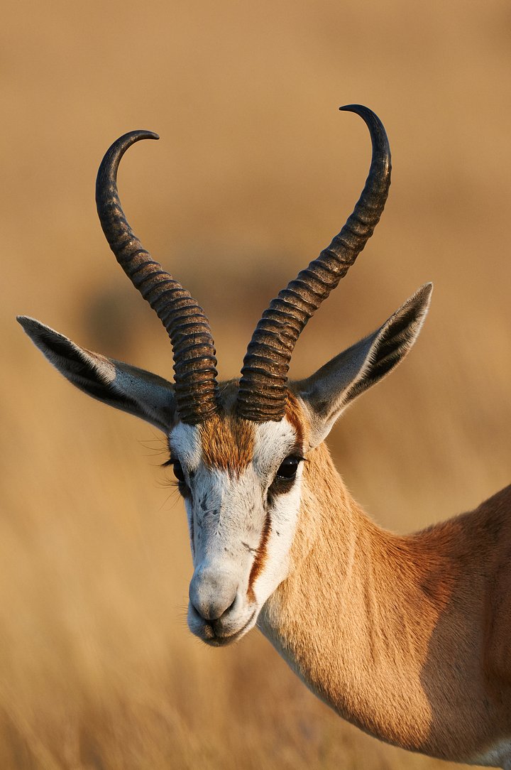 iStock510625642