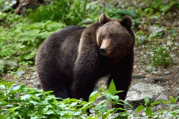 bisonbearchamois2