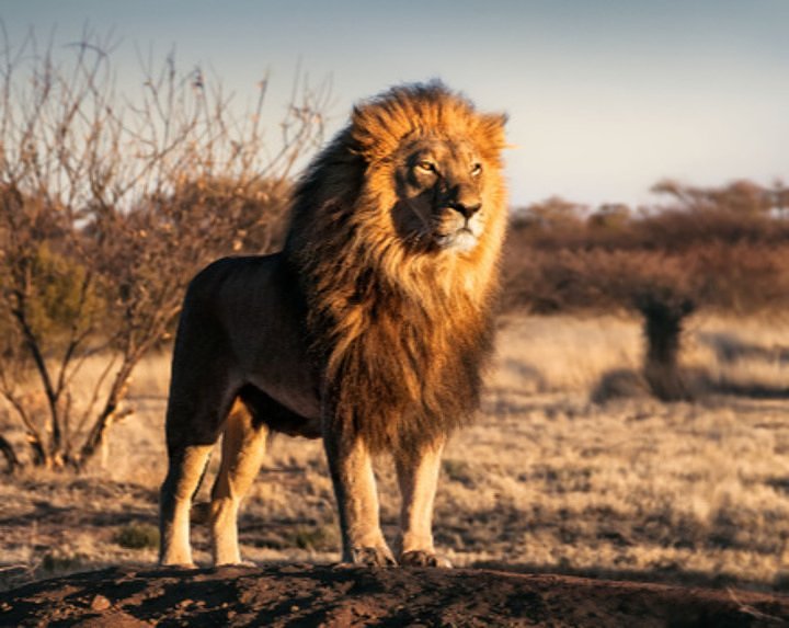 Safari
