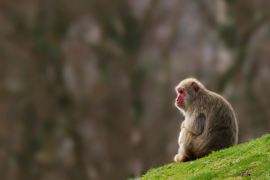 Arashiyama Monkey Park