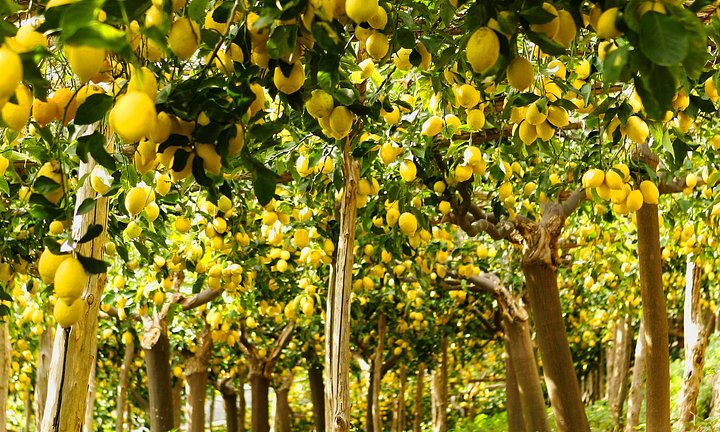 LemonGrove