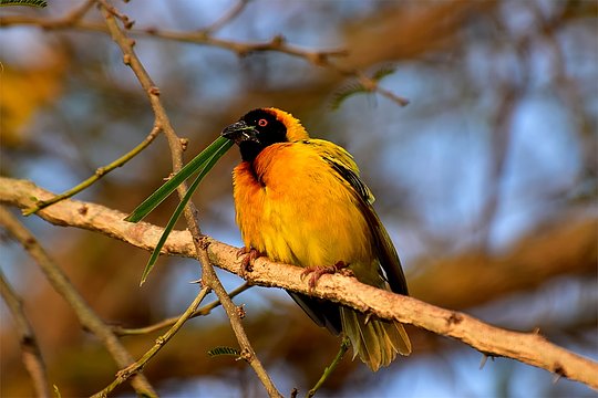 Bird watching during chimpanzee trekking